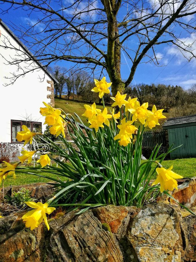Neuadd Wen Guest House 卡马森 外观 照片